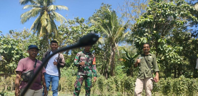 Babinsa Koramil 1612-03/Reok Bersinergi dengan Poktan Kwinda II untuk Pengembangan Pertanian