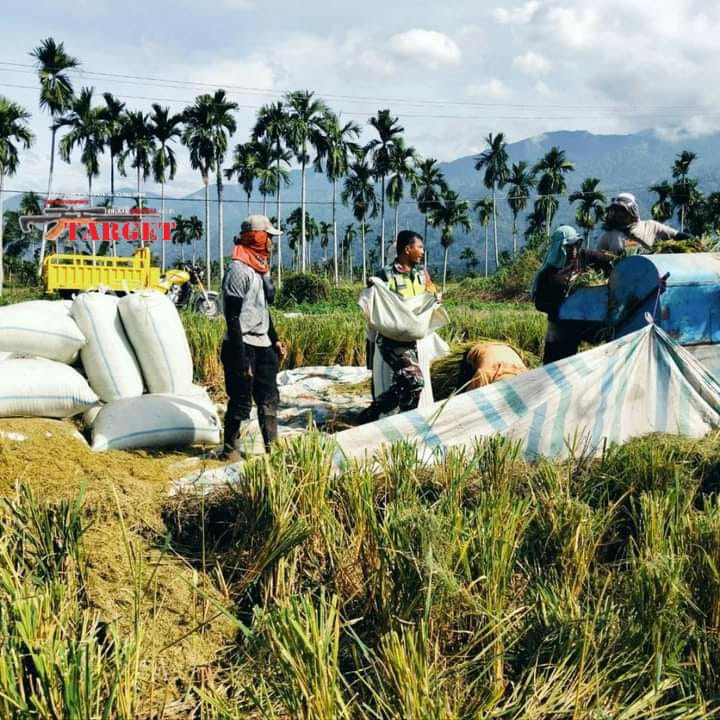 Sukseskan Swasembada Pangan Babinsa Koramil 02/Bambel Dampingi Petani Rontok Padi
