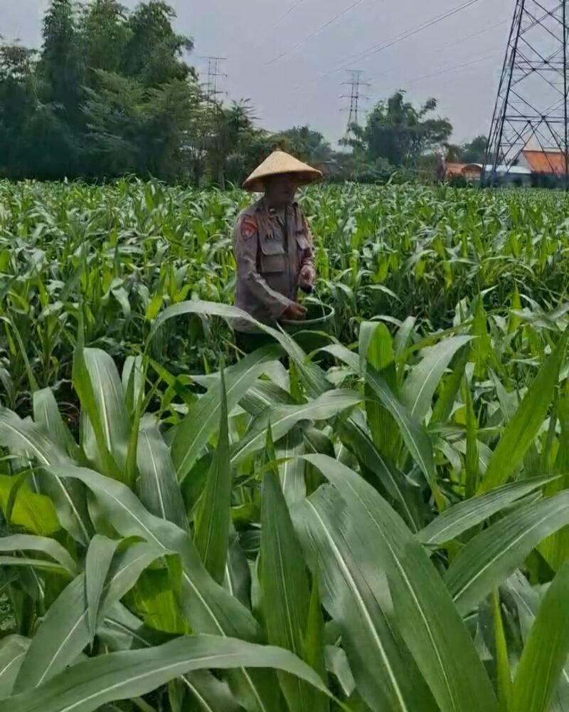 Kolaborasi Polres Pasuruan Kota, dan Gapoktan Ubah Lahan Kering 9,7 Hektare Jadi Ladang Jagung yang Subur