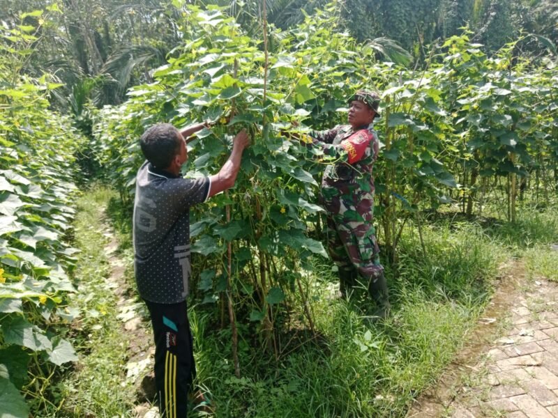 Sertu Sutoyo, Babinsa Haruyan, Bantu Petani Petik Mentimun di Desa Hapulang