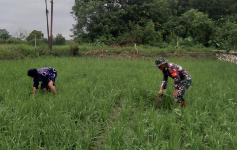 Dedikasi Babinsa HST, Tetap Bantu Petani Meski Berpuasa