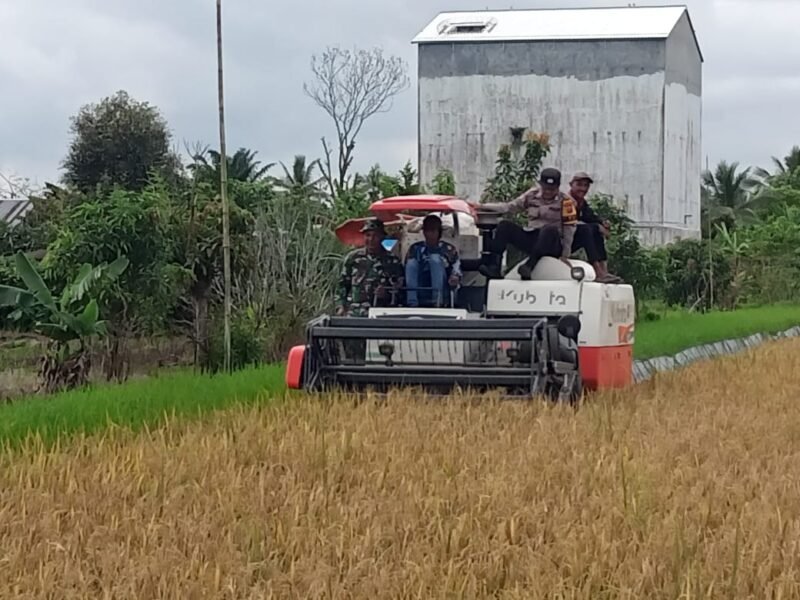 Personel Kodim 1009/Tanah Laut Terus Menghadiri Kegiatan Panen Raya Padi Program Optimalisasi Lahan Desa Kayu Abang