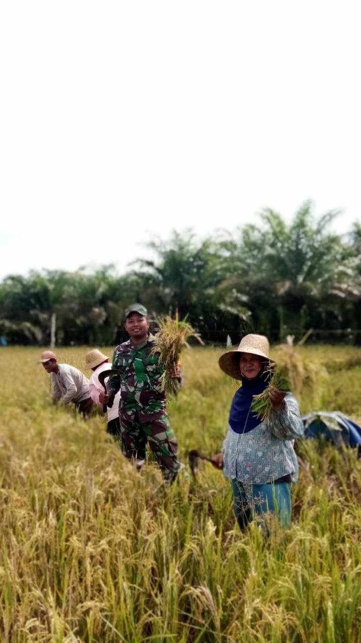 Pendampingan Kepada Petani Personel Kodim 1009/Tanah Laut Bantu Panen Padi Di Sawah Milik Bapak Gazali