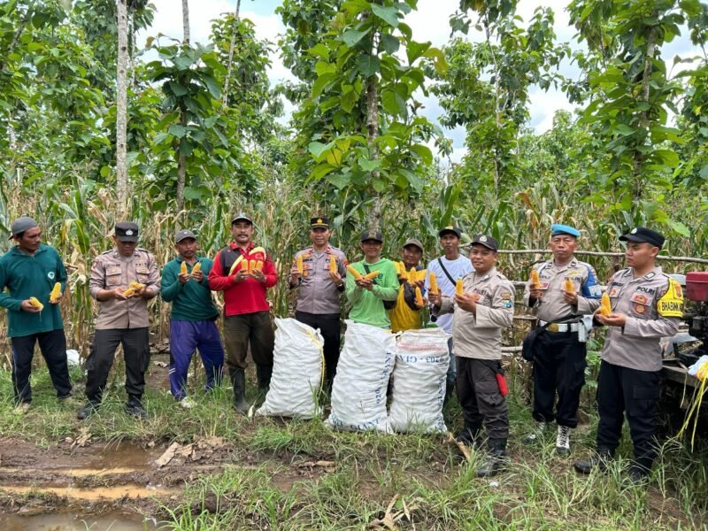 Polisi dan Kelompok Tani Banyuwangi Panen Jagung Wujudkan Ketahanan Pangan