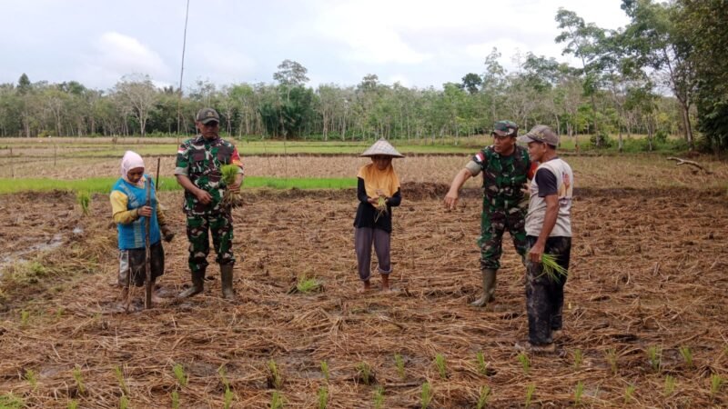 Upaya Dukung Program Hanpangan Wilayah Anggota 1208-02/Sejangkung Dampingi Petani Tanam Padi