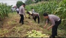 Panen Jagung Tahap 4 : Polres Pelabuhan Tanjung Perak Terus Dukung Ketahanan Pangan