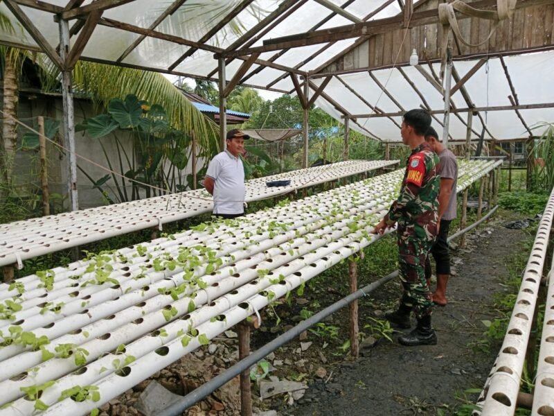 Wujud Ketahanan Pangan Wilayah, Babinsa Samustida Komsos Bersama Petani Sayur Hidroponik