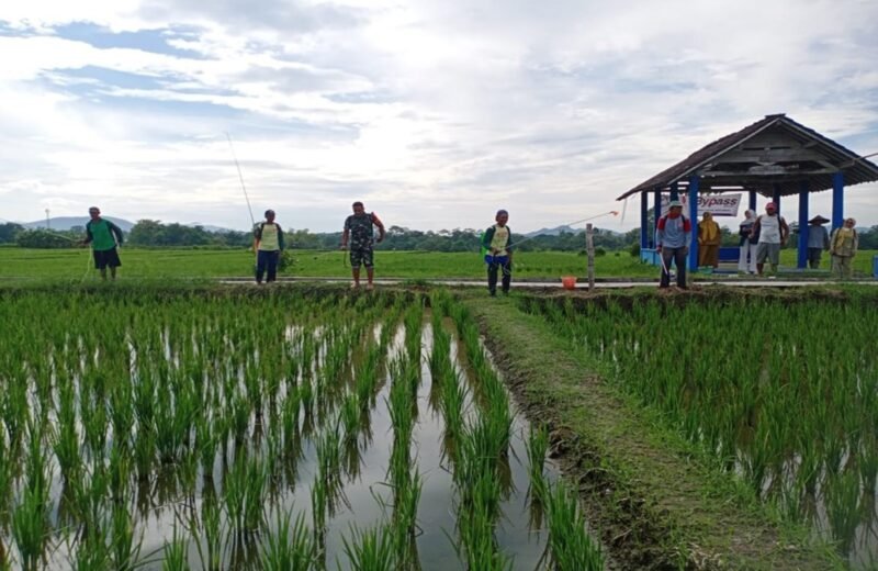 Cegah Serangan Hama, Babinsa Tangkil dan PPL Dampingi Petani Semprot Serentak Tanaman Padi