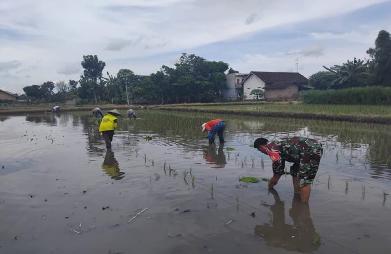 Percepat Masa Tanam, Babinsa Dawuhan Dampingi Petani Tanam Padi