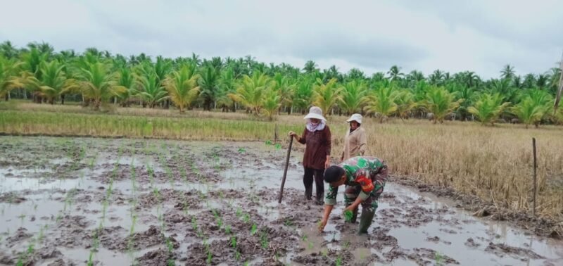 Babinsa Sungai Nyirih Komsos Bersama Petani Dan Ikut Tanam Padi