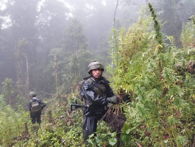 TNI Berhasil Temukan Dan Bongkar Lahan Ganja di Pedalaman Papua