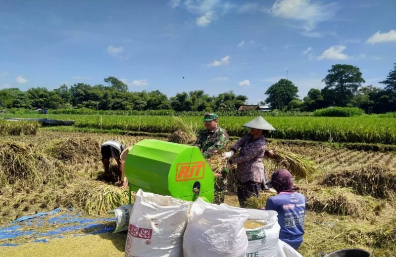 Dampingi Petani Panen Padi, Babinsa Sanan Kulon Bersama Bulog Pastikan Gabah Terserap