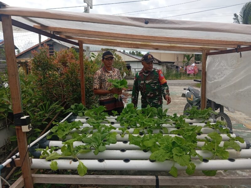 Dukung Hanpangan Wilayah Binaan Babinsa Sarilaba Komsos Bersama Petani Sayur Hidroponik