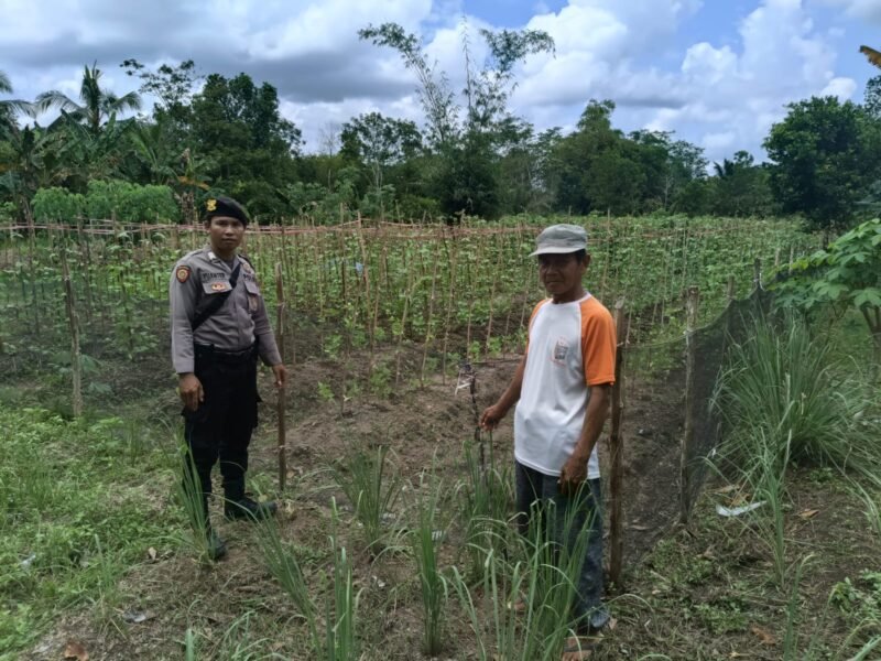 Polsek Maliku Dampingi Warga dalam Upaya Ketahanan Pangan