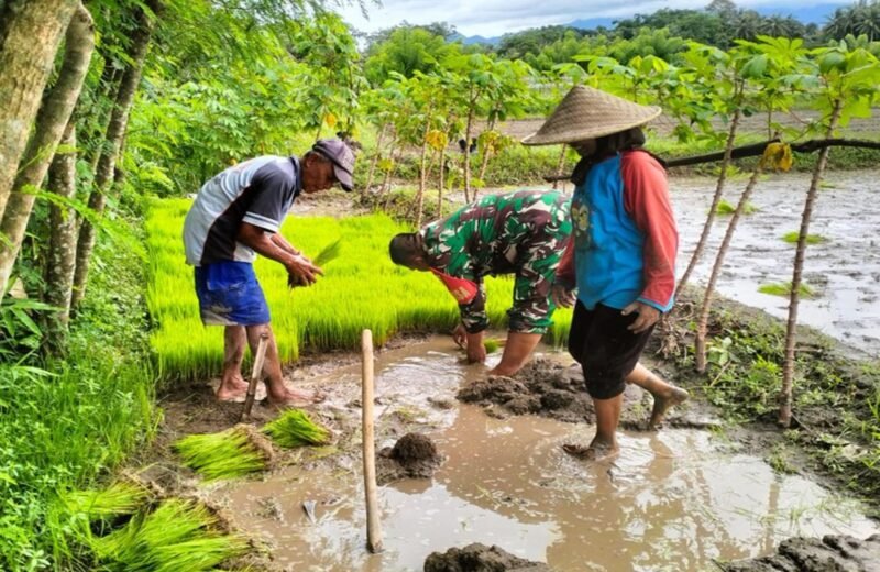 Babinsa Desa Penataran Dampingi Petani Tanam Padi di Dusun Sumberkecek