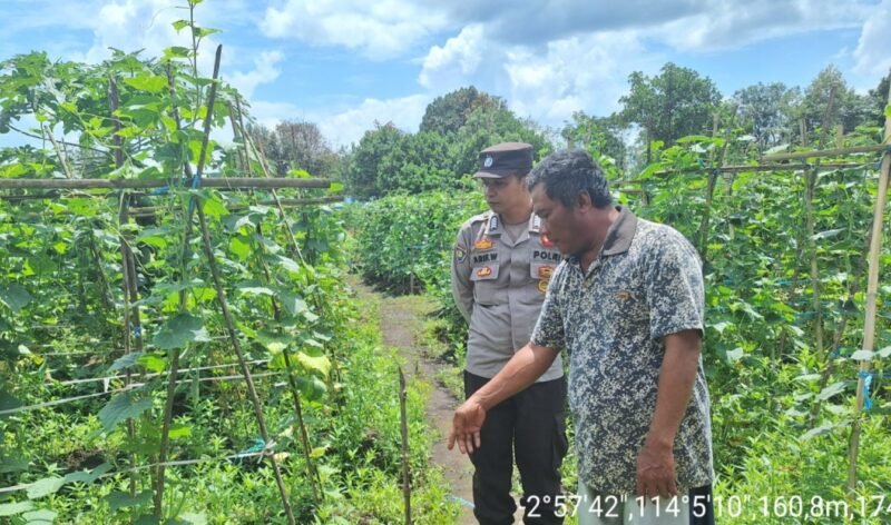 Perkuat Ketahanan Pangan, Bhabinkamtibmas Polsek Maliku Dampingi Petani di Wilayah Binaannya