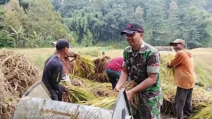 Dukung Dan Sukseskan Program Serapan Gabah Petani, Koramil Lumbang Melakukan Pendampingan