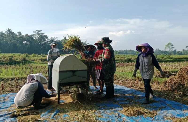 Motivasi Babinsa Gelorakan Semangat Petani Serap Gabah Bersama Bulog Di Kebonduren