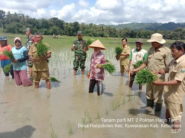 Tanam Padi Perdana, Koramil 19/ Kuwarasan Dan PPL Dampingi Poktan Harjo Tani 2 Desa Harjodowo