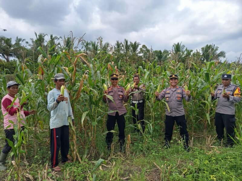 Polsek Kerambitan Panen Jagung Program Ketahanan Pangan Bergizi
