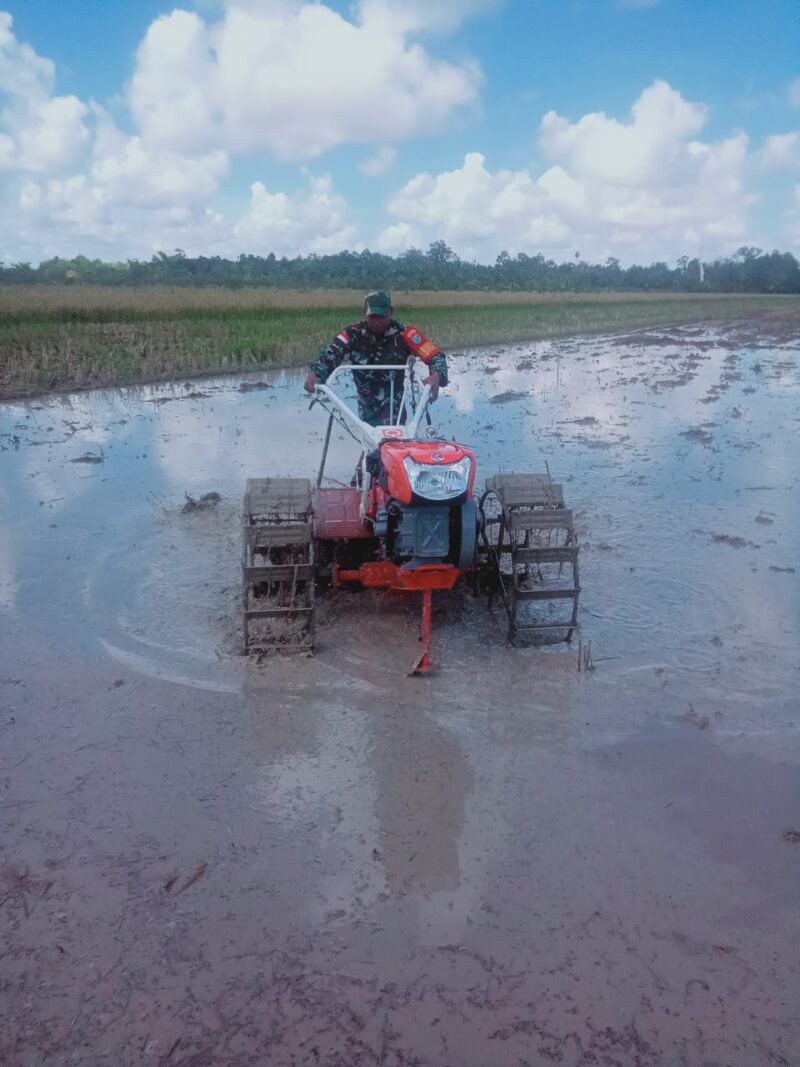 Babinsa Dampingi Gapoktan Praktek Lapangan Bajak Sawah Menggunakan Tractor