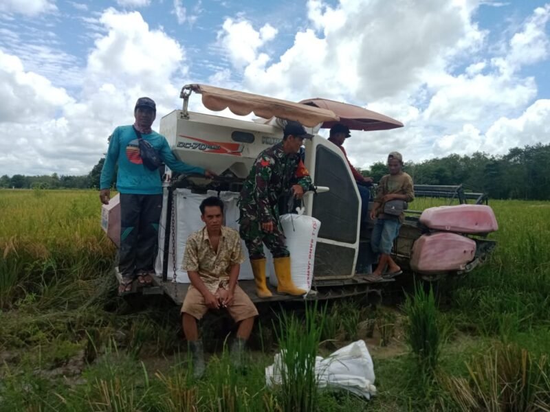 Panen Padi di Banua Kepayang Berkah, Babinsa Setia Dampingi Petani