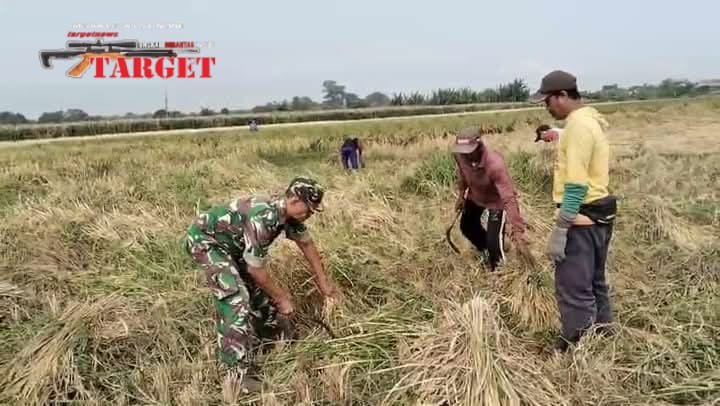 Program Serapan Gabah Petani, Koramil Paiton Melakukan Pendampingan
