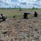 Tingkatkan Hanpangan Wilayah Babinsa Sungai Rusa Dampingi Petani Tanam Padi