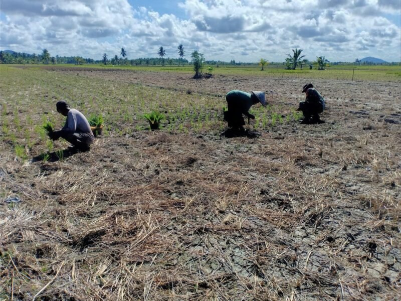 Tingkatkan Hanpangan Wilayah Babinsa Sungai Rusa Dampingi Petani Tanam Padi