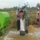 Babinsa Karangbendo Bantu Petani Panen Padi, Dampingi Penyerapan Gabah Di Kecamatan Ponggok