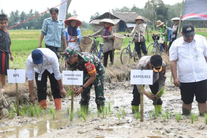 Gelar Tanam Padi, Serentak Wujud Nyata Kodim 1002/HST Dukung Sektor Pertanian