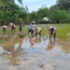 Percepat Masa Tanam, Babinsa Desa Olakalen Bersama Mantri Tani Dan PPL Dampingi Petani Tanam Padi