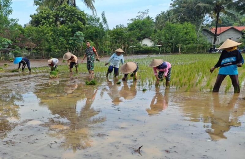 Percepat Masa Tanam, Babinsa Desa Olakalen Bersama Mantri Tani Dan PPL Dampingi Petani Tanam Padi