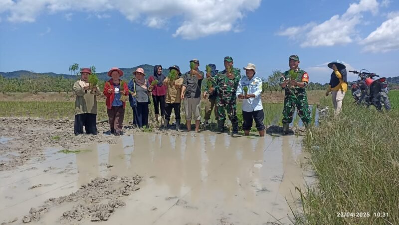 Dukung Hanpangan Nasional Dandim 1208/Sambas Hadiri Tanam Padi Serentak 14 Provinsi