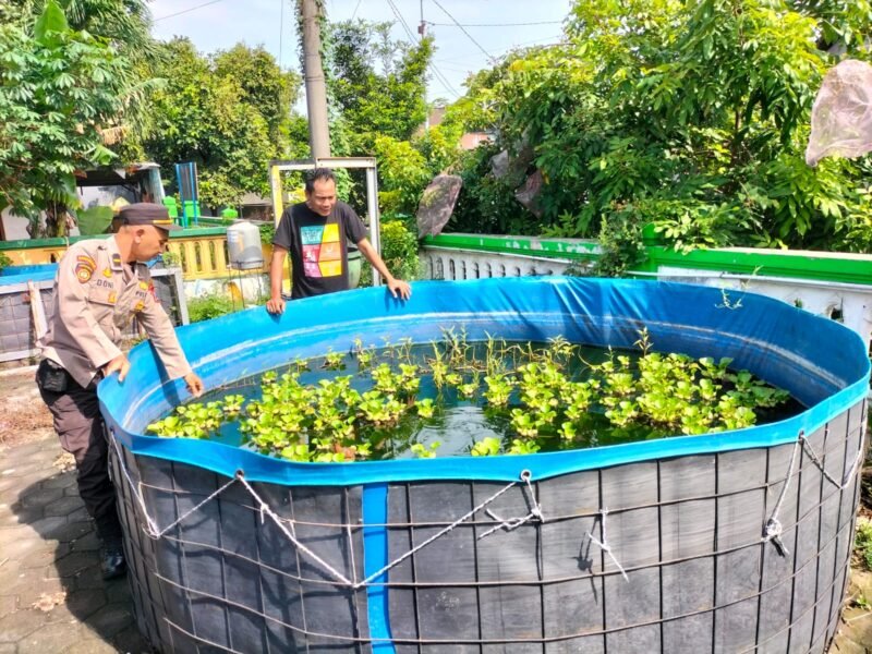Polsek Sedati Dukung Ketahanan Pangan Nasional Dengan Pengecekan Rutin Budidaya Ikan Lele