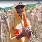 Petani di Ponorogo Puas dengan Jagung Hibrida Bhayangkara, Panen Melimpah dan Tahan Penyakit