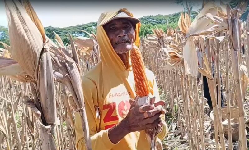 Petani di Ponorogo Puas dengan Jagung Hibrida Bhayangkara, Panen Melimpah dan Tahan Penyakit