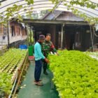 Bentuk Nyata Kemanunggalan, Babinsa Aktif Dampingi Petani Sayur