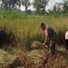 Masa Panen Raya Babinsa Aktif Dampingi Petani Panen Padi Di Desa Soso