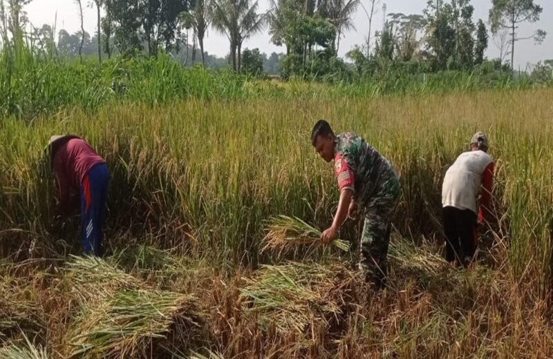 Masa Panen Raya Babinsa Aktif Dampingi Petani Panen Padi Di Desa Soso