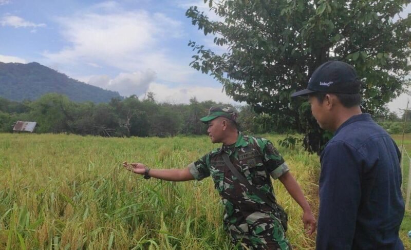 Langsung Turun Ke Sawah Personel Kodim 1009/Tanah Laut Dampingi Perum Bulog Cek Kesiapan Panen Padi