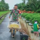 Wujud Kebersamaan Dan Mensukseskan Swasembada Pangan Babinsa Sungai Nyirih Bantu Warga Binaan Panen Cabe