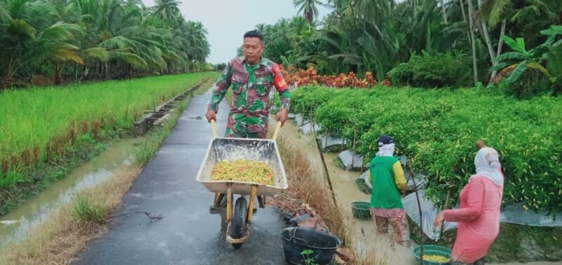 Wujud Kebersamaan Dan Mensukseskan Swasembada Pangan Babinsa Sungai Nyirih Bantu Warga Binaan Panen Cabe