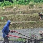 Babinsa Desa Olakalen Dan Petani Bersinergi, Kejar Musim Tanam Padi Dua Kali Setahun di Wilayah Selorejo