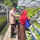 Dukung Ketahanam Pangan Bhabinkamtibmas Tanjung Perak Dampingi Warga Rawat Tanaman Hidroponik