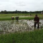 Babinsa Teluk Masjid Bantu Petani Tanam Padi di Haruyan