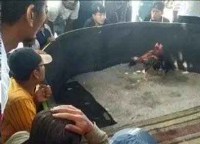 Foto: Sambung Ayam di Sidoarjo Resah Warga