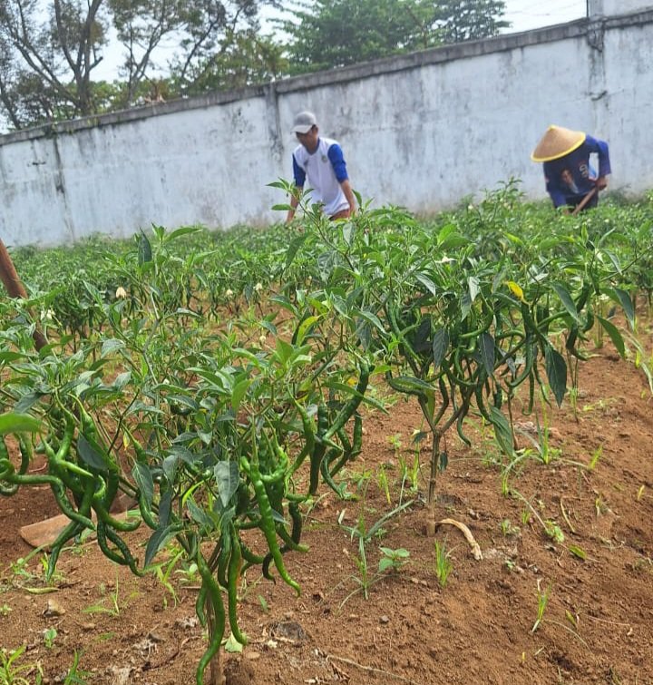 Lapas Bukittinggi Sukses Budidaya Cabe Merah Keriting, Dukung Program Ketahanan Pangan Nasional