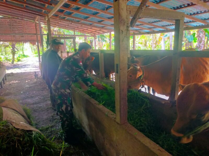 Jalin Keakraban Babinsa Segedong Koramil 03/Tebas Komsos Sambangi Peternak Sapi