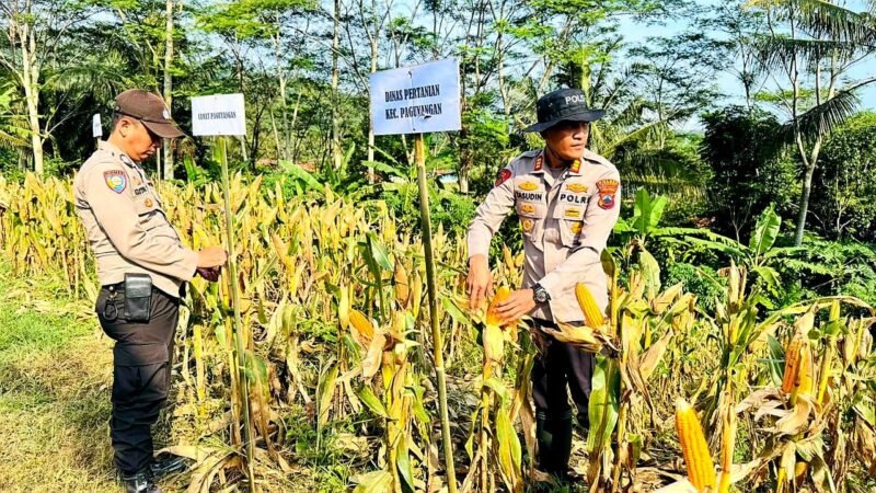 Petani Kedungoleng Panen Jagung Tahap I, Wujud Nyata Dukung Program Ketahanan Pangan Nasional